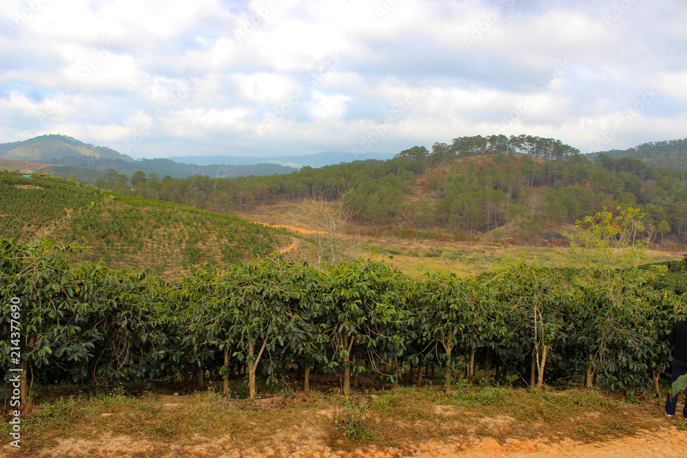 coffee plantations in Vietnam