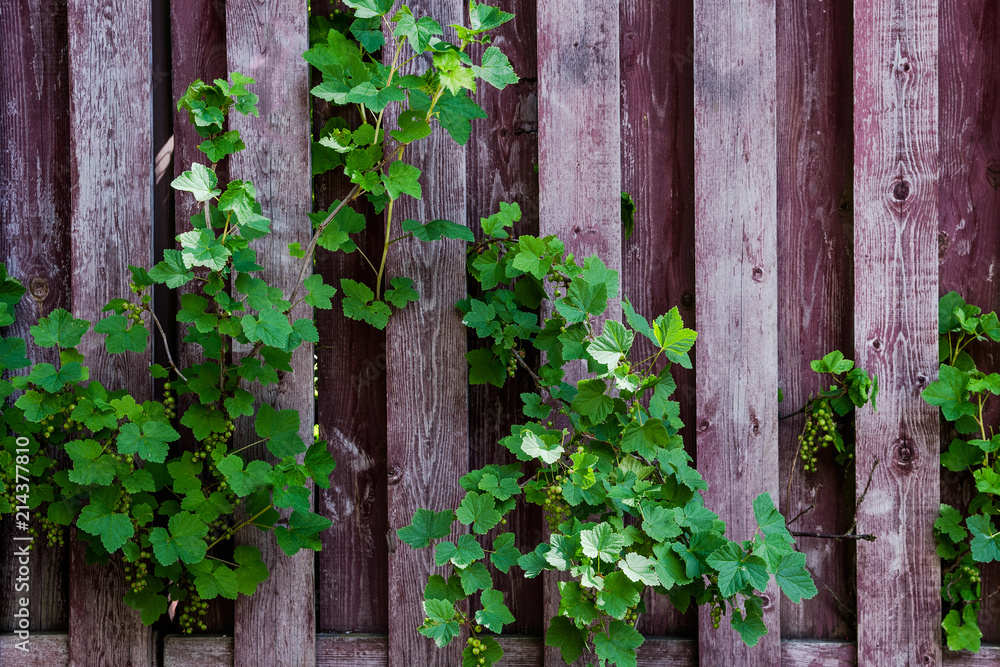Wooden fence with branches of gooseberry Wooden fence with branches of gooseberry