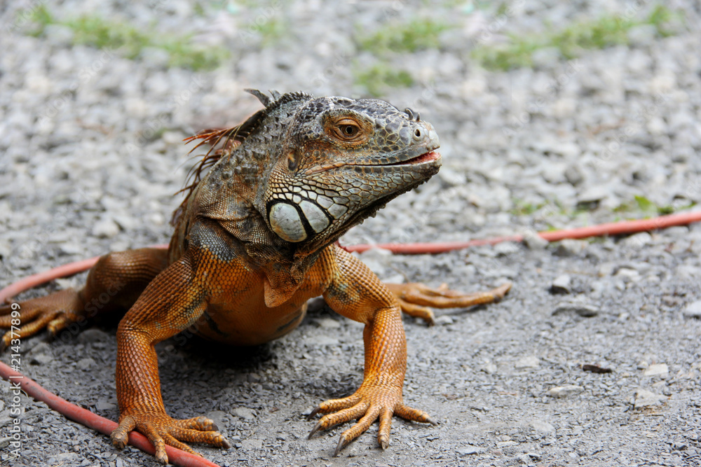 Obraz premium iguana crawling on the ground