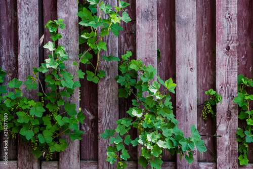 Wooden fence with branches of gooseberry © savelov
