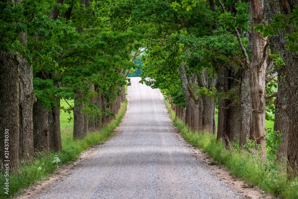 simple country road in summer simple country road in summer