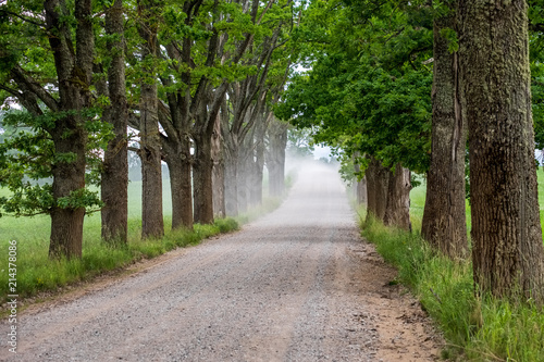 simple country road in summer