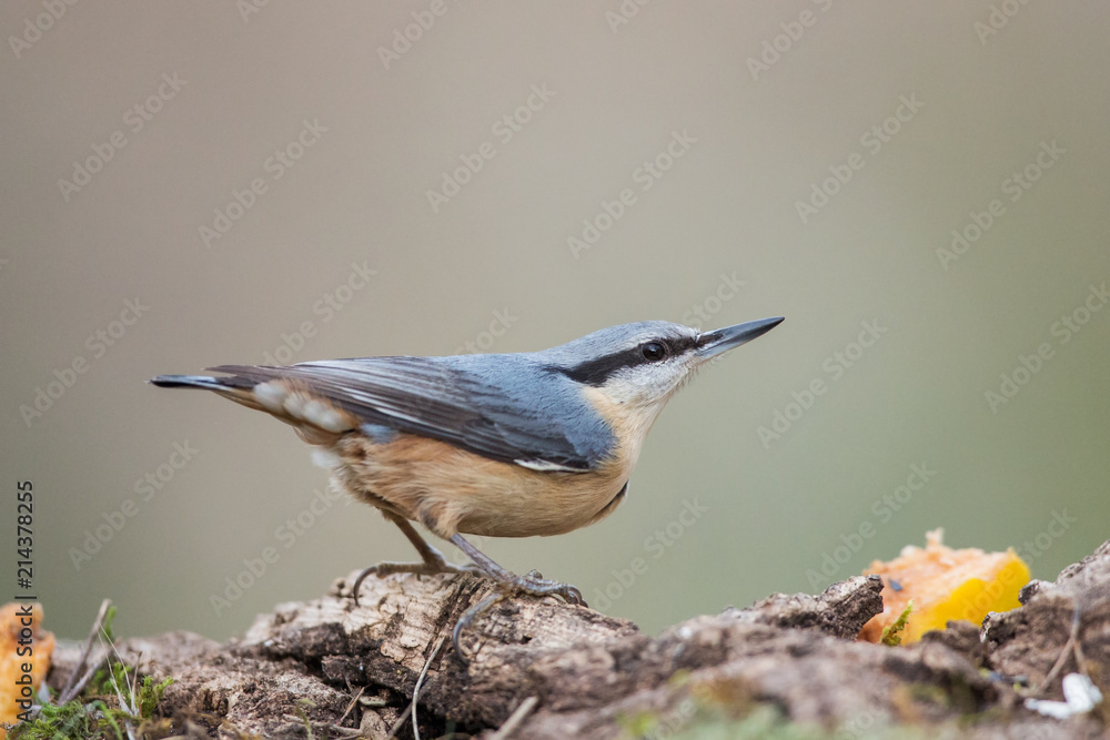 Eurasian nuthatch in the forest (Sitta europaea), Andalusia, Spain Eurasian nuthatch in the forest (Sitta europaea), Andalusia, Spain