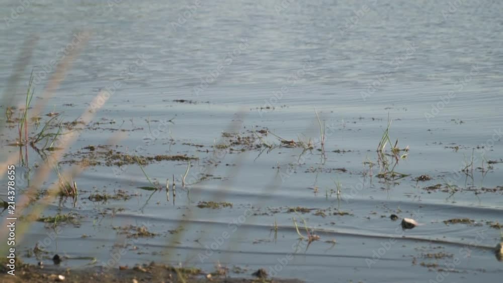 Slow Motion Ripples in Shallow Pond at Sunset Slow Motion Ripples in Shallow Pond at Sunset