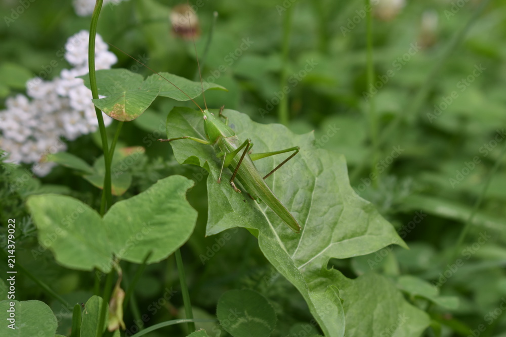 green grasshopper in garden green grasshopper in garden