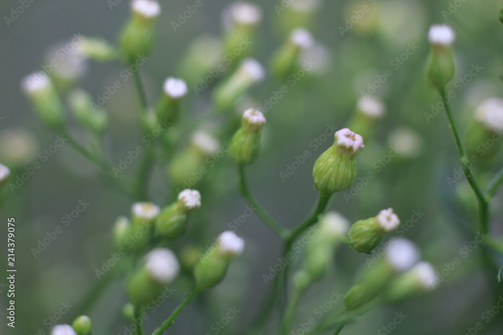 beautiful wild flowers on blurred background beautiful wild flowers on blurred background