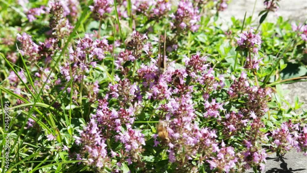 Bees and butterfly on violet flower blossom Bees and butterfly on violet flower blossom