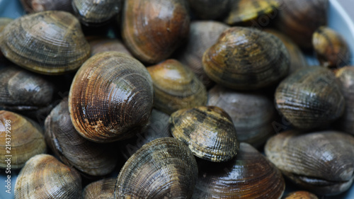 Fresh clams, seafood at the market. Background, selected focus, close up