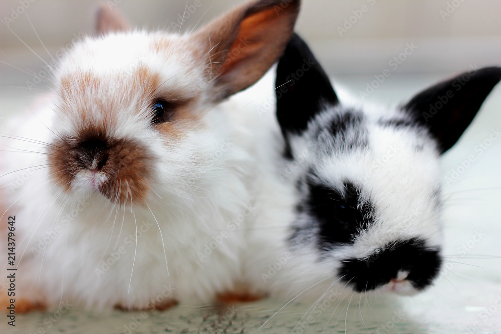 Two rabbit closeup