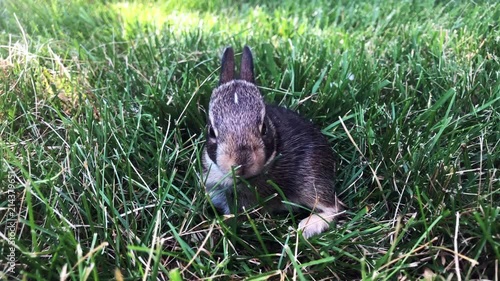 Little bunny eating gras photo