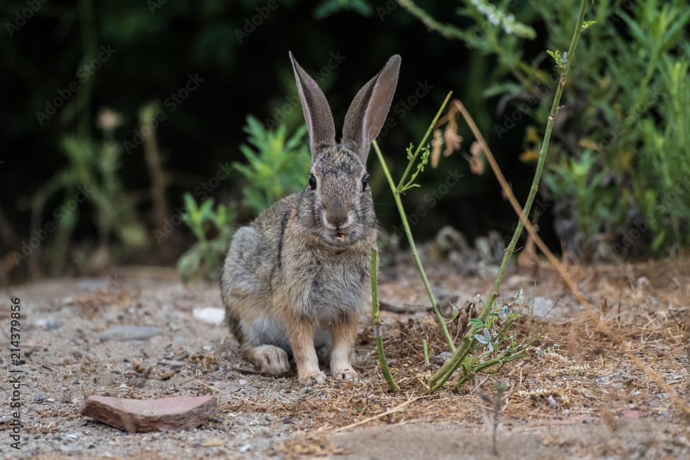 Cotton tail Rabbit eating foilage along the ground while surviving along the California coast. Cotton tail Rabbit eating foilage along the ground while surviving along the California coast.
