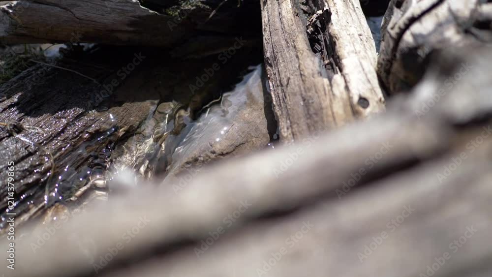 River creek running water through the fallen logs. River creek running water through the fallen logs.