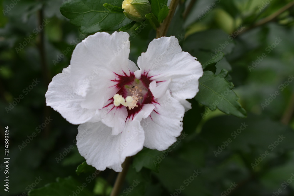 Hibiscus syriacus beauty white-pink flower