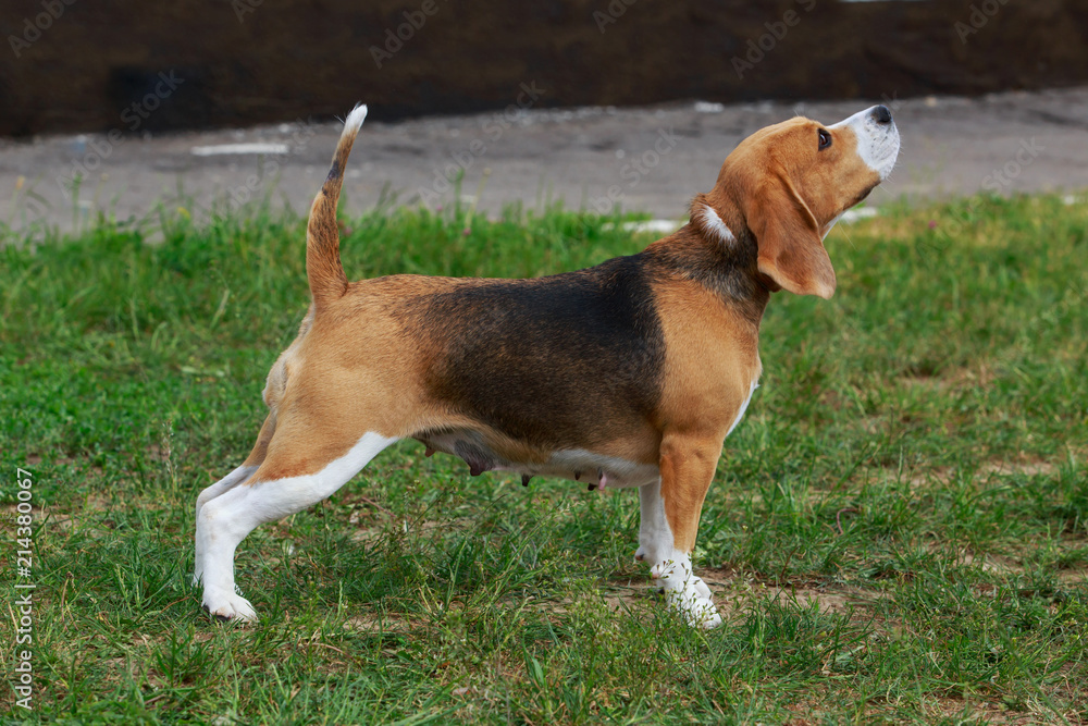 dog breed beagle