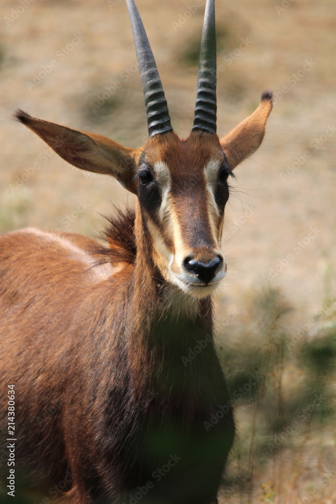 Antilope Antilope
