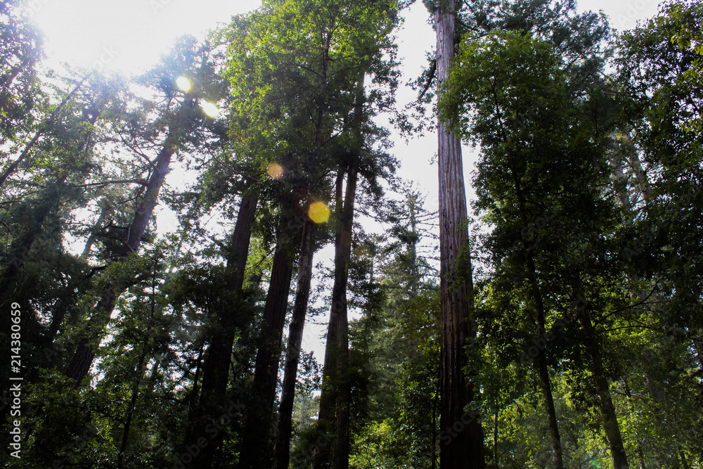 Fototapeta premium Sun in the forest