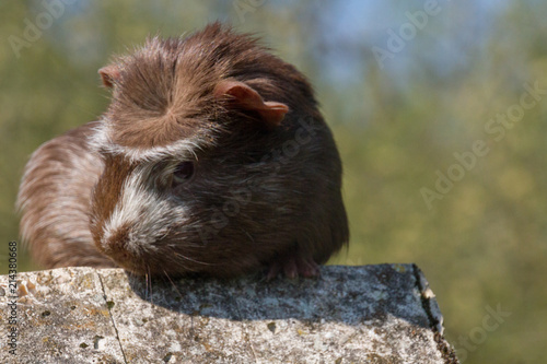 Foto Short hair guinea pig with furry eyebrows outside balancing on a stone sculpture