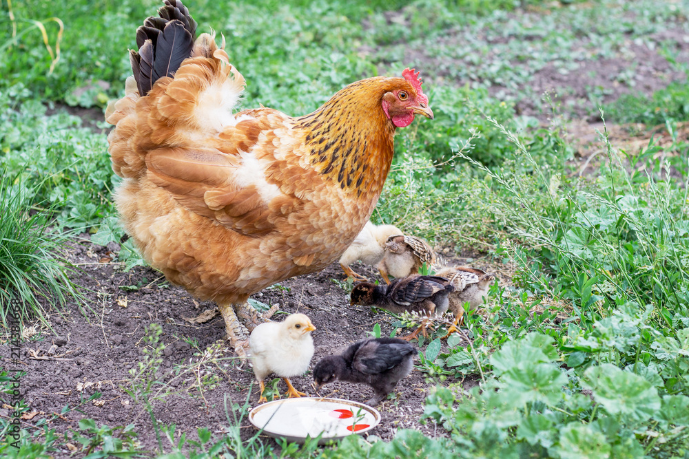 Fototapeta premium Chicken with small chickens in the garden looking for food_