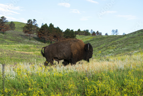 Bison "American Buffalo"