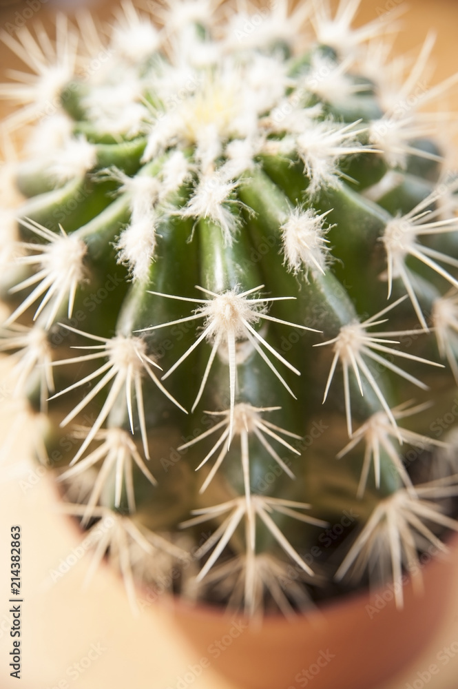 The green spiny cactus looks close. Vertical. Top view
