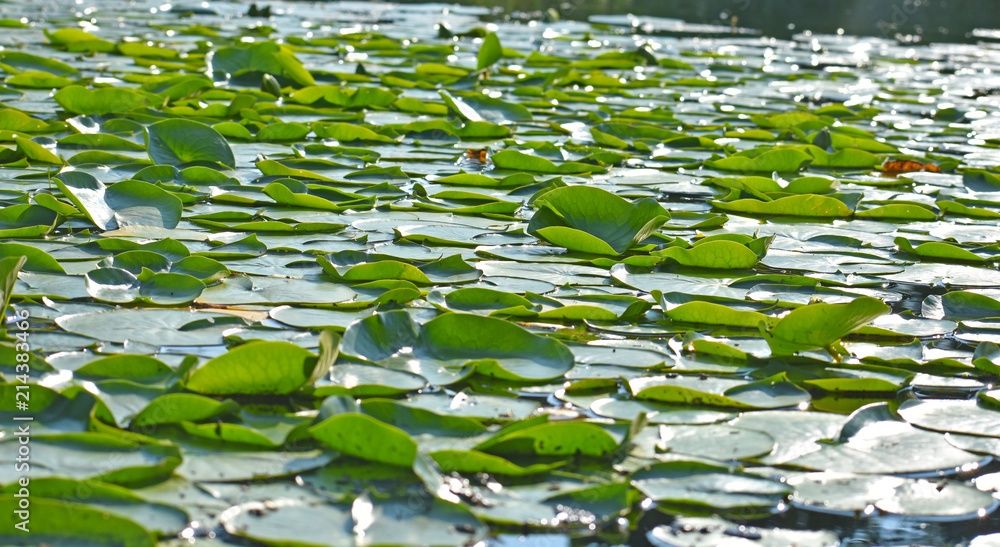 LIly Pads on the Water LIly Pads on the Water