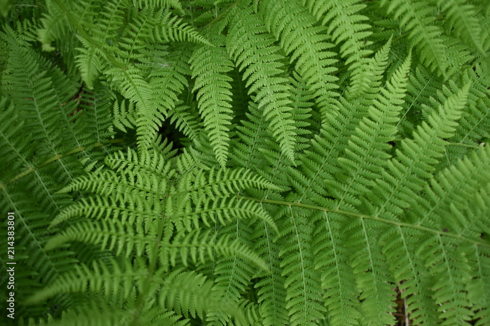 Athyrium filix-femina Athyrium filix-femina
