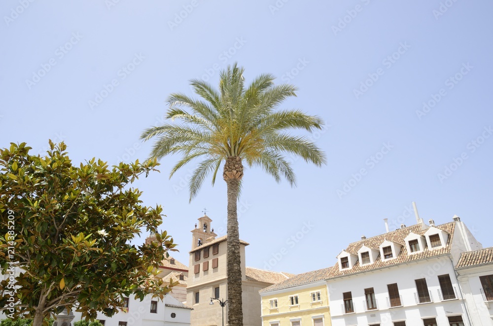 Palm tree in plaza in Antequera,