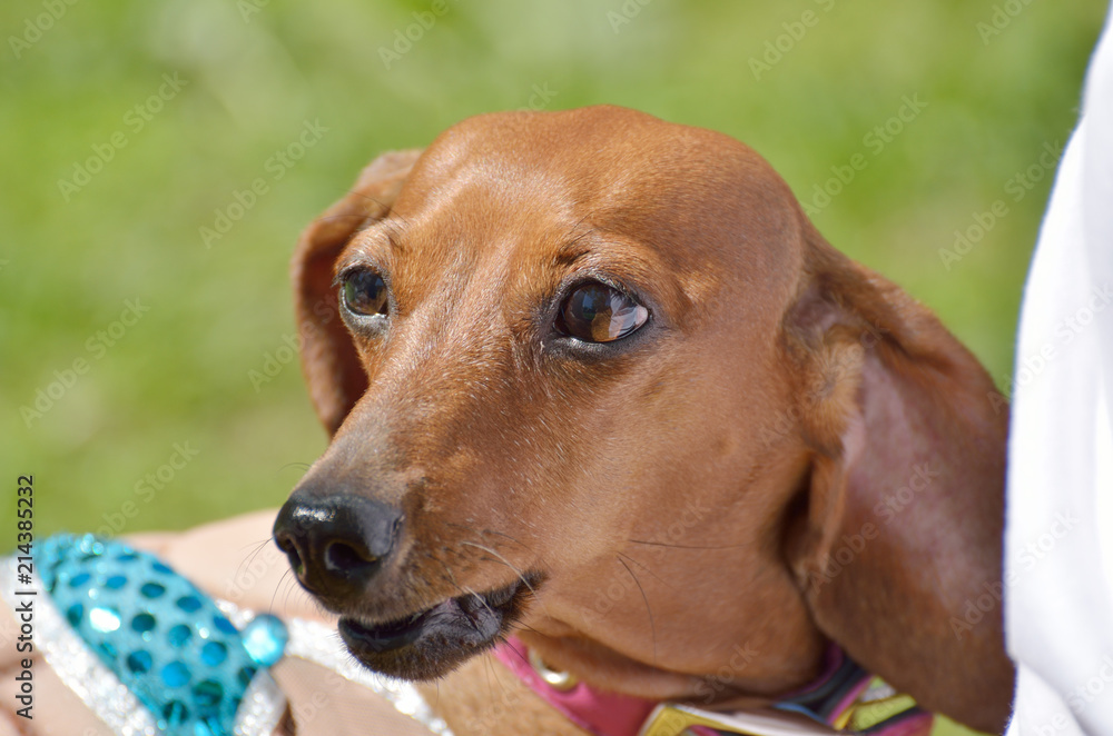 The Dachshund is a hunting dog.This breed of dog is very popular.