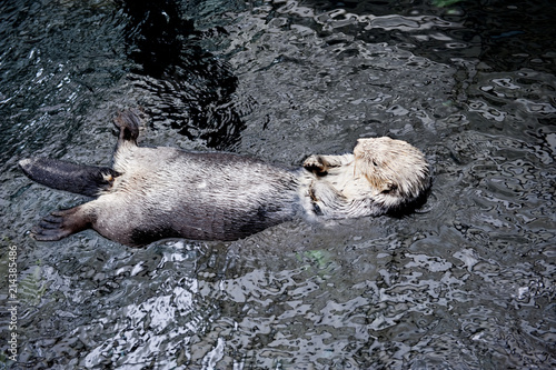 Seeotter im Großaquarium Oceanario au dem Gelände der Weltausstellung Expo 1998, parque das Nacoes, Lissabon; Lisboa; Portugal photo