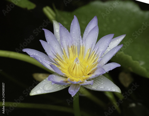 purple waterlily with rain drops