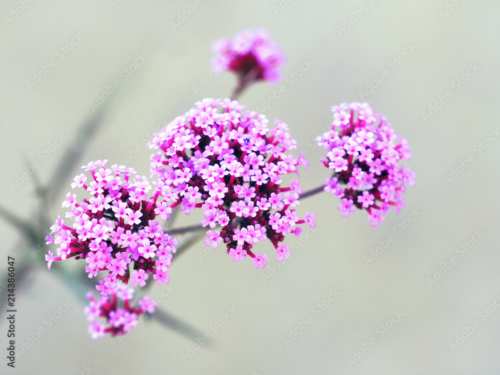Obraz premium Verbena bonariensis, purpletop or clustertop vervain, argentinian vervain, tall or pretty verbena. Flowering plant with small pink flowers. Garden flowerbed, floral background, gardening