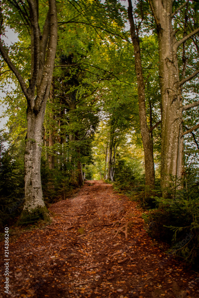 Herbstlicher Buchenweg