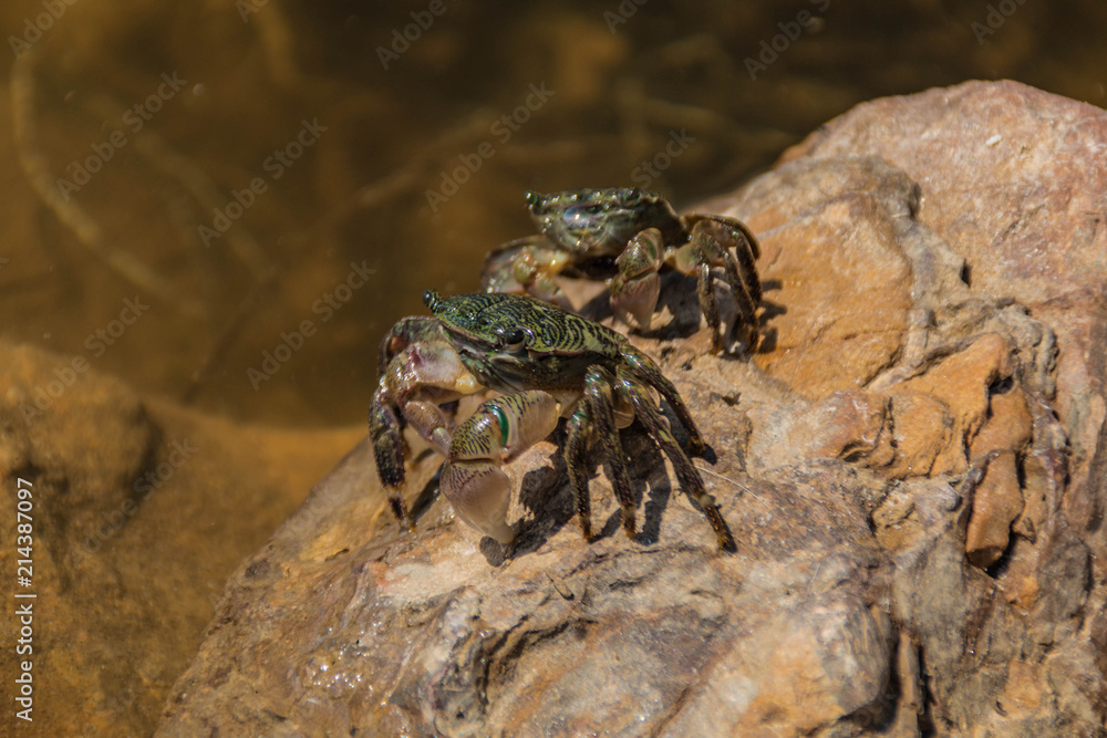 Two Crabs on a Rock