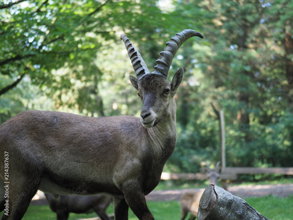 dreijähriger Steinbock - three year old Capricorn dreijähriger Steinbock - three year old Capricorn
