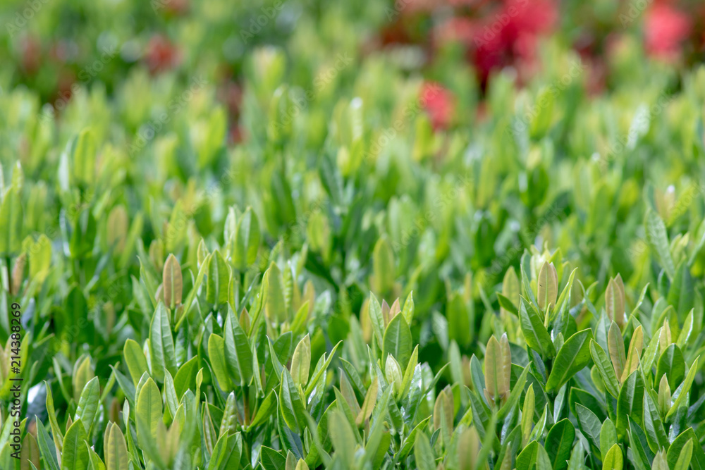 Close-up photography of green leaves in the garden Close-up photography of green leaves in the garden