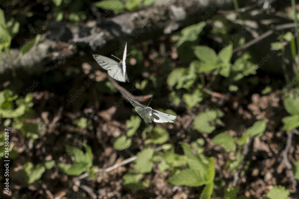 Butterfly in flight Butterfly in flight