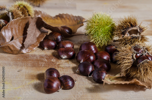 chestnuts and autumn feeling, three chestnuts, husk and autumn leaf. autumn feeling