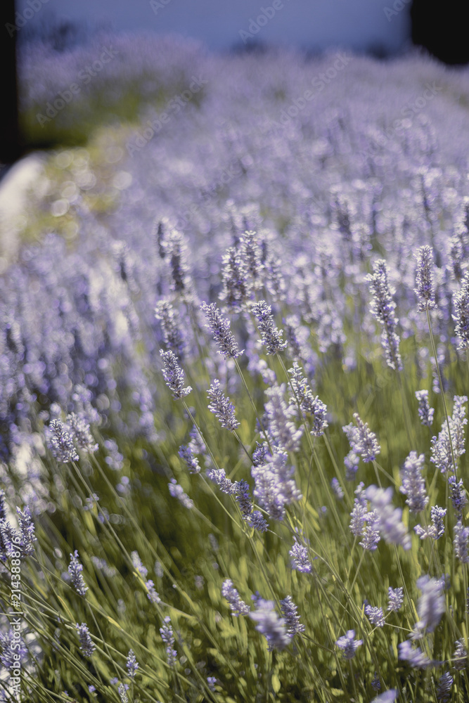 Obraz premium Lavender