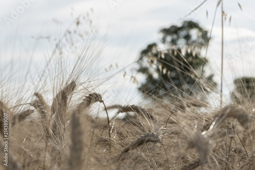 In the middle of the wheat