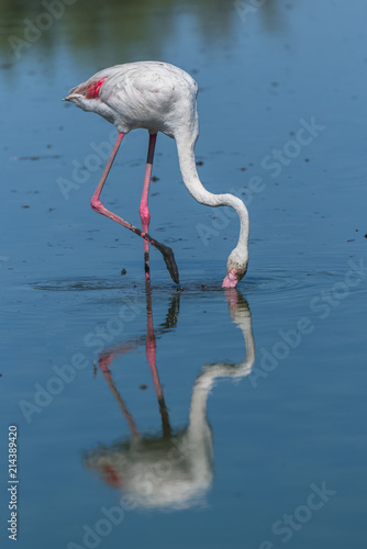 Pink flamingo eating in the lake  reflection on the water  