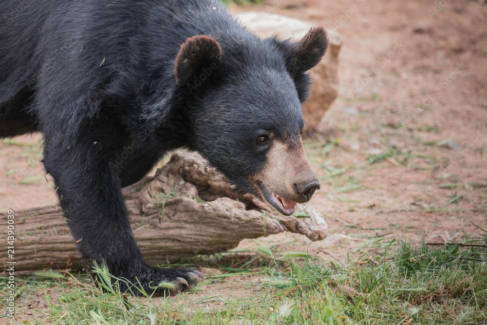 Fototapeta premium pequeño osezno mongol 