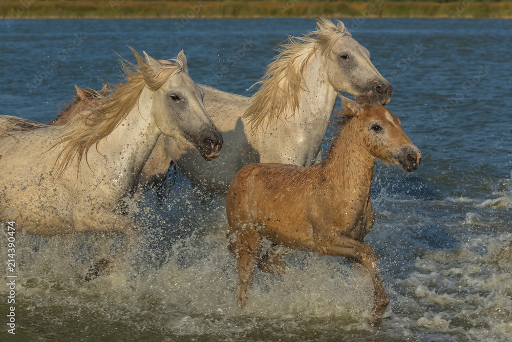 Obraz premium White horses and foals running in the water, beautiful light 