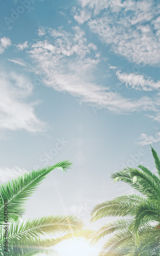 light blue sky and palms