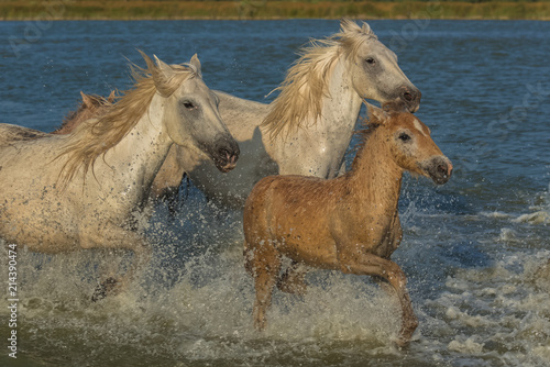 White horses and foals running in the water, beautiful light 