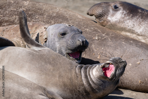 Elephant seals on the shore in San Simeon, California.