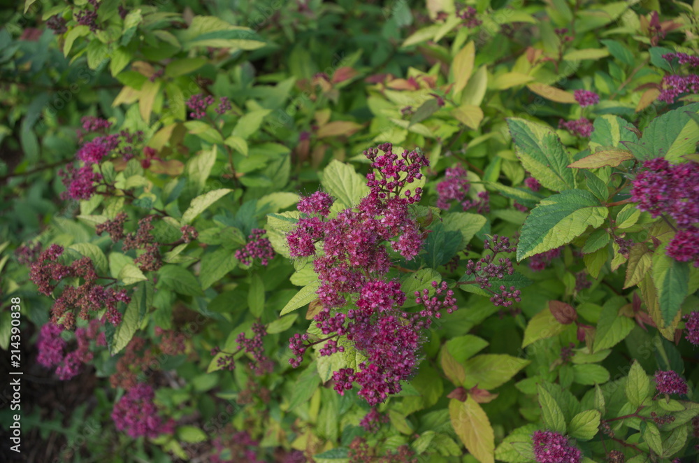 Lilac shrub