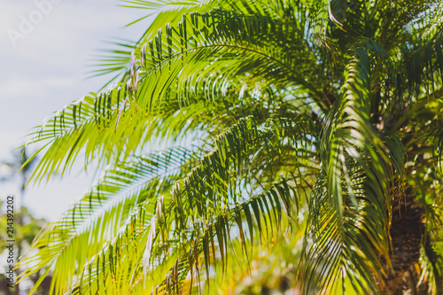 close-up of beautiful subtropical palm trees