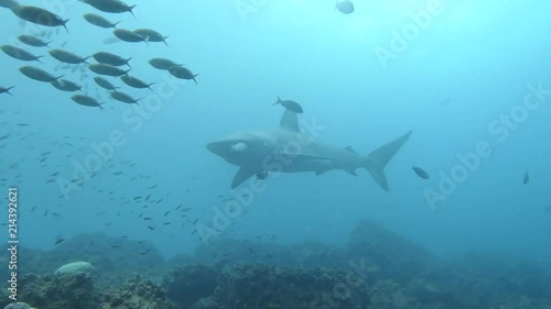 Galapagos Sharks at Wolf Island Galapagos photo