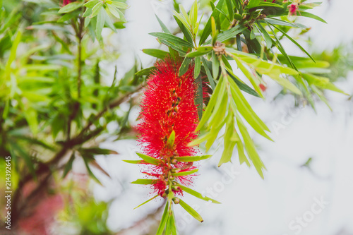 close-up of beautiful subtropical Callistemon Bottle brush plant photo