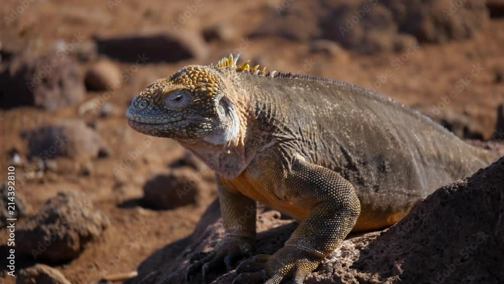 Yellow Galapagos Land Iguana at Baltra Island Yellow Galapagos Land Iguana at Baltra Island